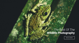 Wildlife Photography Website Editor Free