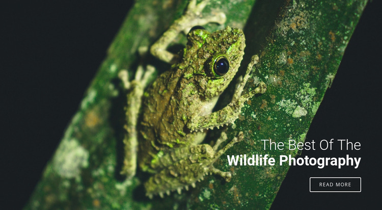 Wildlife photography  WordPress Website Builder