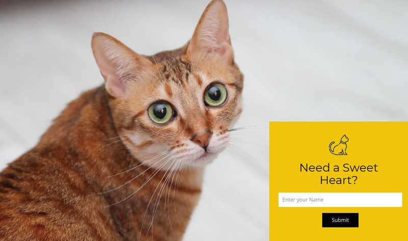 Visit our shelter Wix Template Alternative