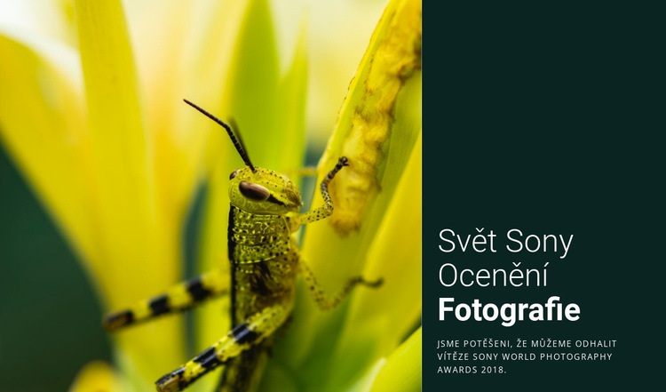 Světová fotografie Webový design