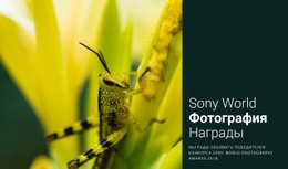 Мировая Фотография – Одностраничный Шаблон