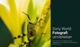 Gratis Designmall För Världsfotografering