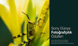 Dünya Fotoğrafçılığı - Önyükleme Varyasyonlarının Ayrıntıları