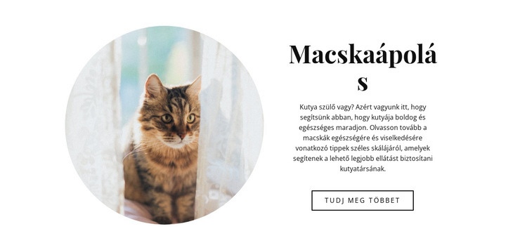 Macskaápolás Sablon