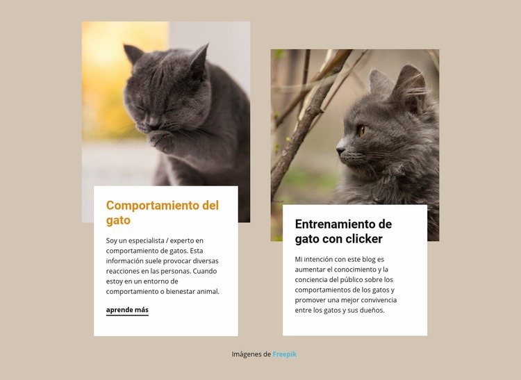 El entrenamiento estimula la mente de un gato Creador de sitios web HTML