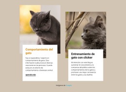 El Entrenamiento Estimula La Mente De Un Gato - Diseño De Sitios Web Gratuito