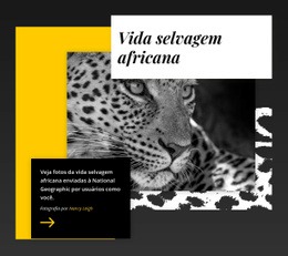 Melhores Fotos Da Vida Selvagem - Design Definitivo Do Site