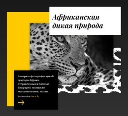 Лучшие Фото Дикой Природы – Вдохновение Для Темы WordPress