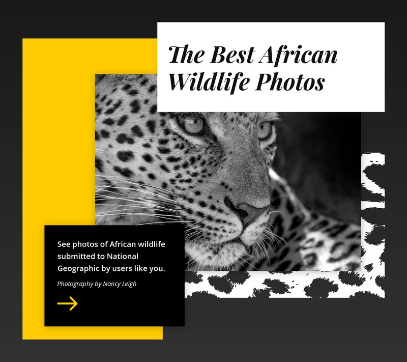Best wildlife photos Web Page Design