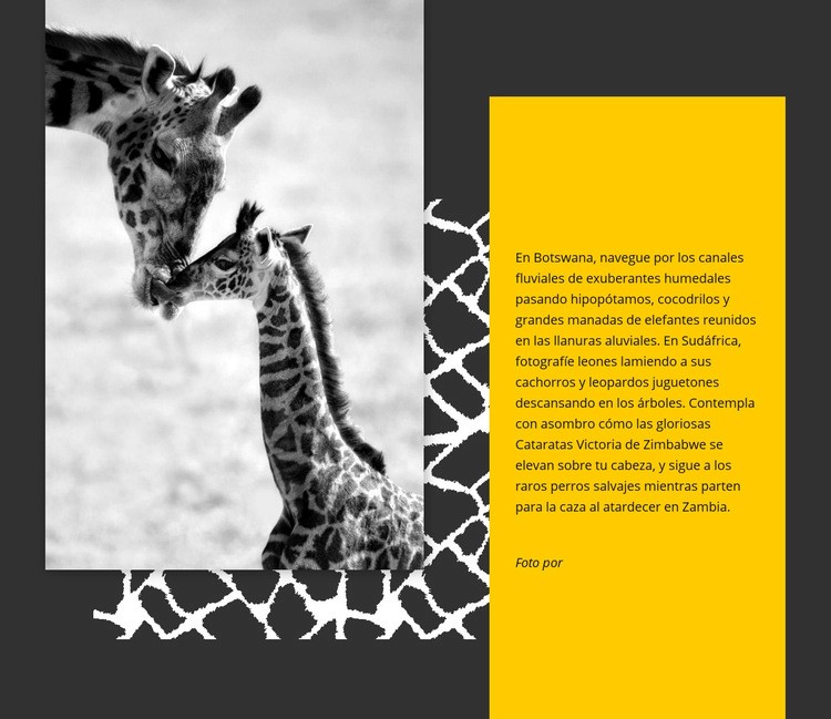 Animales de Sudáfrica Creador de sitios web HTML