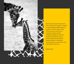 Güney Afrika Hayvanları - Çok Amaçlı HTML5 Şablonu