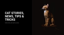 Kočičí Příběhy A Novinky