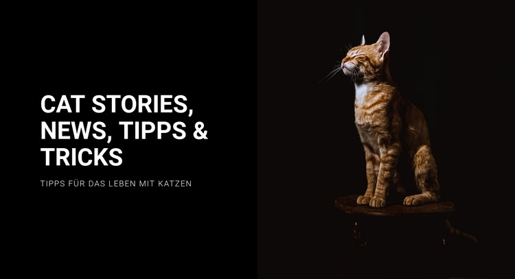 Katzengeschichten und Neuigkeiten HTML-Vorlage