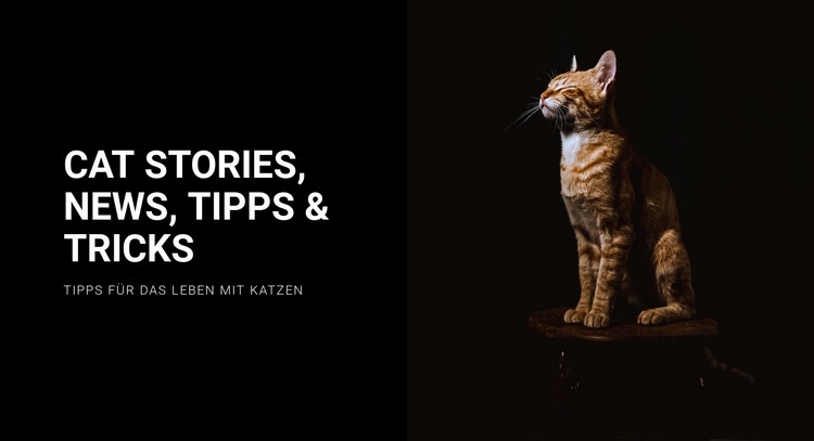 Katzengeschichten und Neuigkeiten Website-Modell