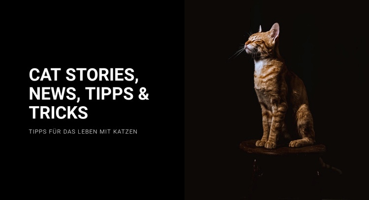 Katzengeschichten und Neuigkeiten Landing Page