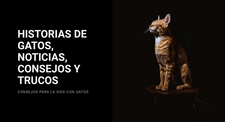 Historias y noticias de gatos Creador de sitios web HTML