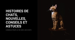 Histoires Et Actualités Sur Les Chats - Belle Conception De Site Web