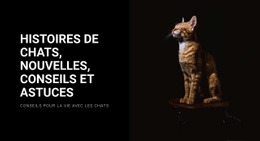 Histoires Et Actualités Sur Les Chats – Créez De Superbes Modèles