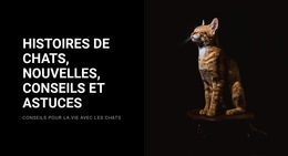 Histoires Et Actualités Sur Les Chats