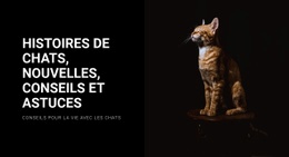 Histoires Et Actualités Sur Les Chats