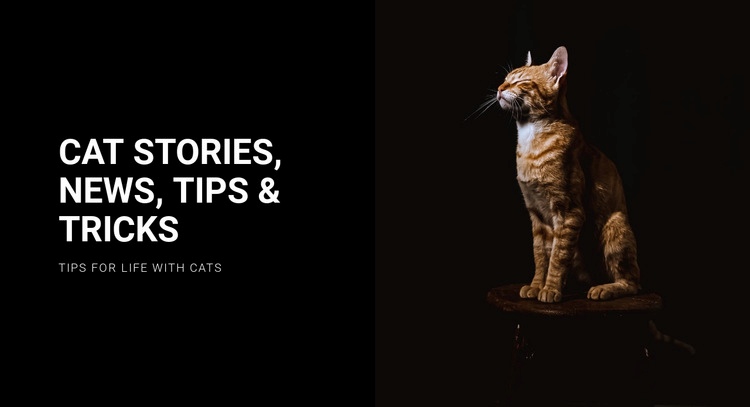 Cat stories and news Html Code Example