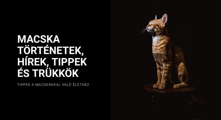Macska történetek és hírek Weboldal sablon