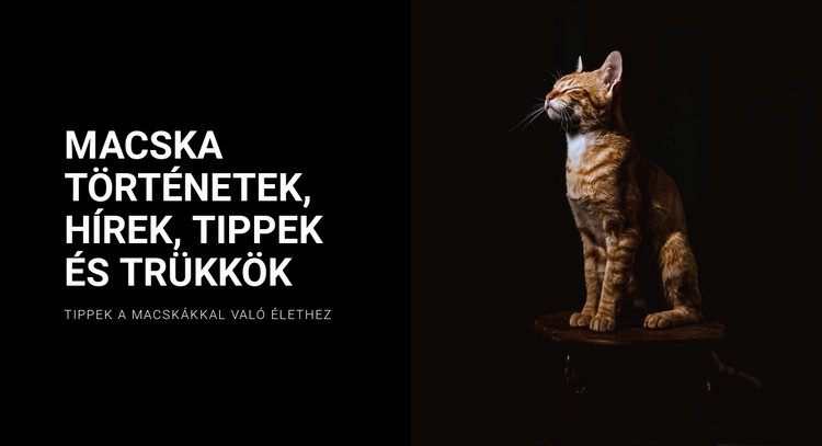 Macska történetek és hírek Weboldal tervezés