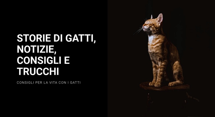 Storie e notizie sui gatti Costruttore di siti web HTML