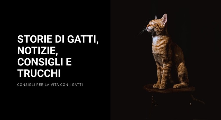 Storie e notizie sui gatti Modello CSS