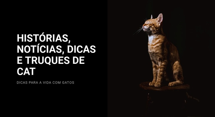 Histórias e notícias de gatos Modelos de construtor de sites