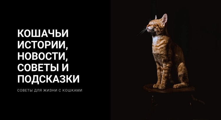 Истории и новости кошек Шаблон Joomla