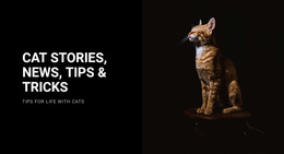 Cat Stories And News - Create Beautiful Templates