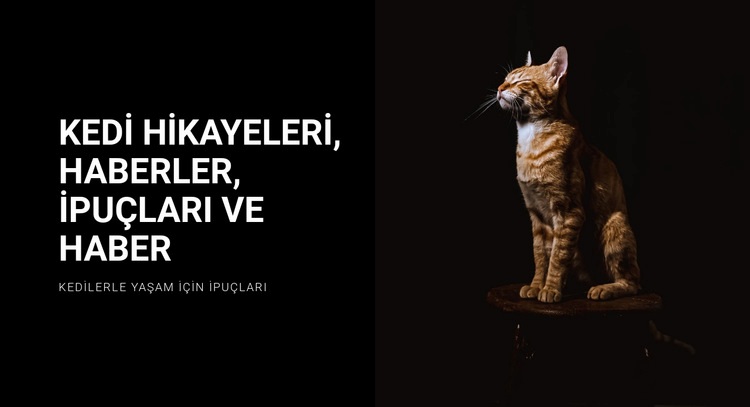 Kedi hikayeleri ve haberleri Açılış sayfası