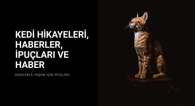 Kedi hikayeleri ve haberleri CSS Şablonu