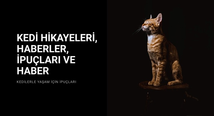 Kedi hikayeleri ve haberleri Şablon