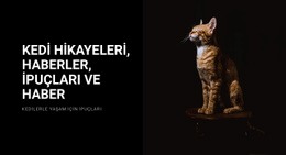 Kedi Hikayeleri Ve Haberleri