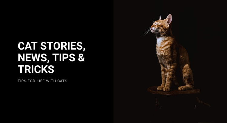 Kattenverhalen en nieuws Website Builder-sjablonen