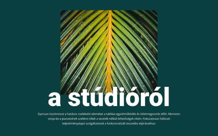 A jungle stúdióról Weboldal tervezés