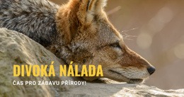 Divoká Nálada – Téma WordPress