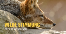 Beste Website Für Wilde Stimmung