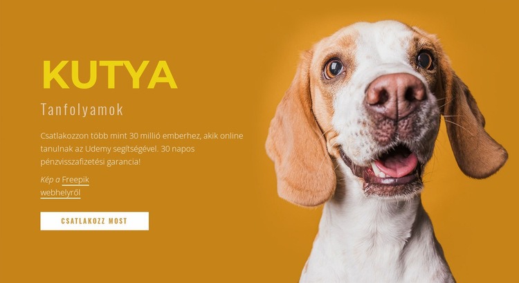 Hogyan tanítsuk kutyáját Weboldal tervezés