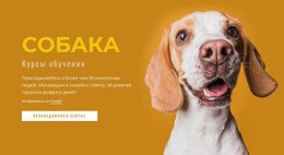 Как Дрессировать Собаку Дизайн Сайта