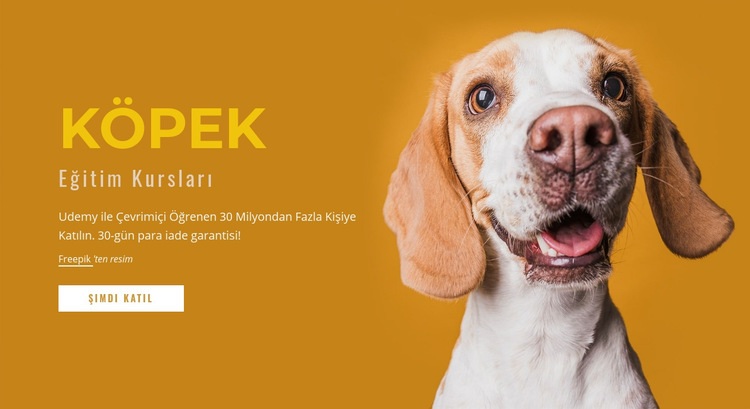Köpeğinizi nasıl eğitirsiniz Web Sitesi Mockup'ı