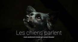 Les Chiens Parlent - Conception Web Polyvalente