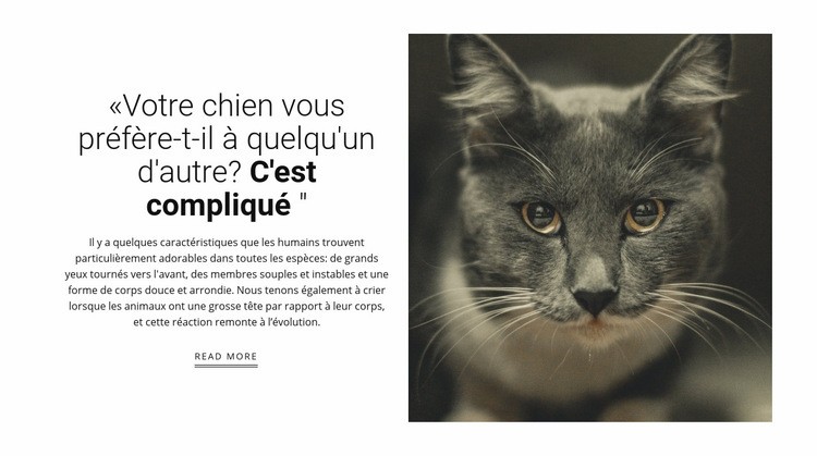 Histoires d'animaux Conception de site Web