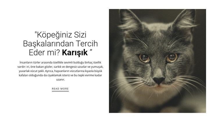 Pet'in hikayeleri Açılış sayfası