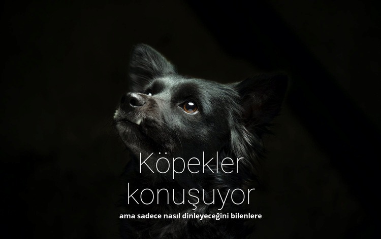 Köpekler konuşuyor Web Sitesi Mockup'ı