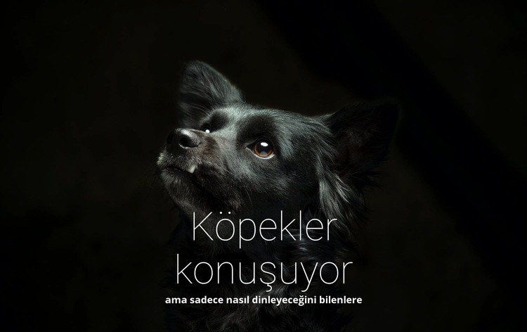 Köpekler konuşuyor Web Sitesi Oluşturucu Şablonları