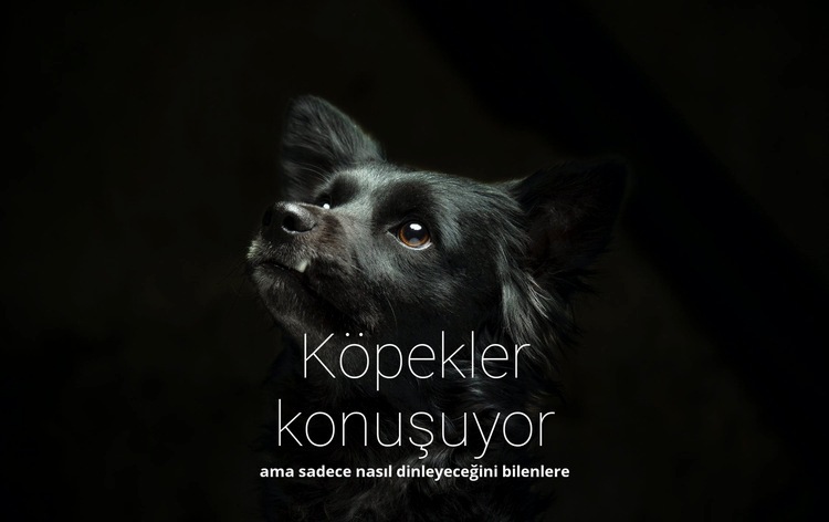 Köpekler konuşuyor Web sitesi tasarımı