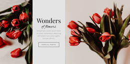 Wonders Flower - Modern One Page Template